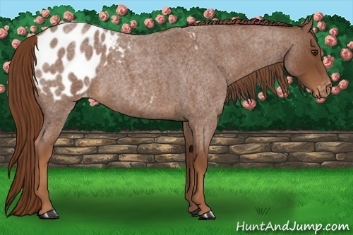 Horse Color:Red Roan Appaloosa 