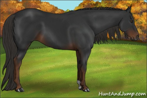 Horse Color:Gray Liver Chestnut