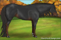 Horse Color:Gray Liver Chestnut 
