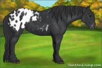 Horse Color:Black Appaloosa