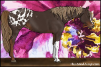 Horse Color:Gray Chestnut Blanket