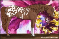 Horse Color:Chestnut Appaloosa