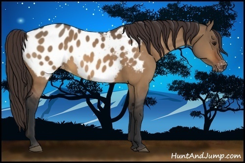 Horse Color:Bay Dun Appaloosa 