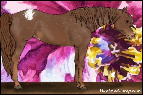 Horse Color:Chestnut Appaloosa 