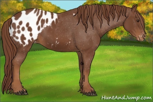 Horse Color:Chestnut Appaloosa 
