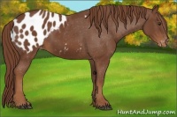 Horse Color:Chestnut Appaloosa 