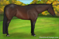 Horse Color:Gray Bay 