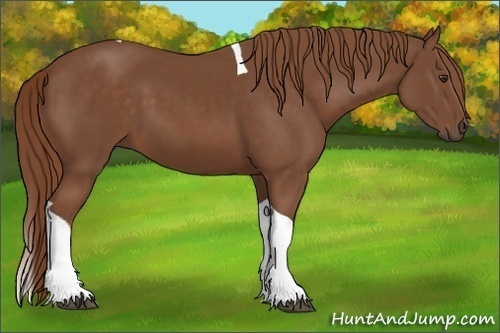Horse Color:Chestnut Tobiano 