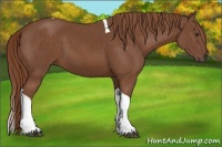 Horse Color:Chestnut Tobiano