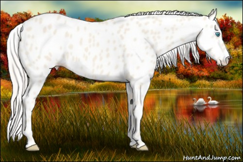 Horse Color:Cremello Appaloosa 