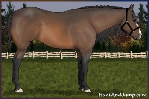Horse Color:Buckskin