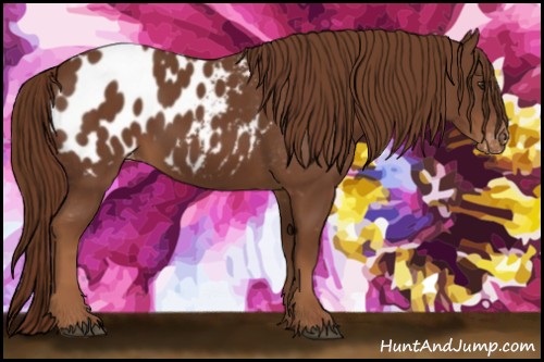Horse Color:Chestnut Blanket 