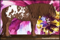 Horse Color:Chestnut Appaloosa