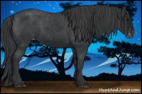 Horse Color:Black Appaloosa 