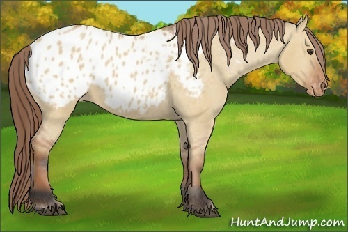Horse Color:Bay Dun Appaloosa 