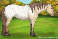 Horse Color:Bay Dun Appaloosa 