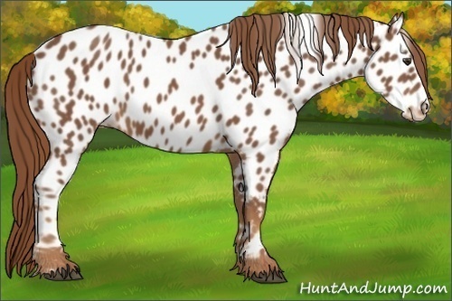 Horse Color:Chestnut Appaloosa
