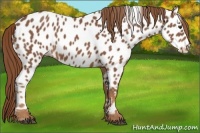 Horse Color:Chestnut Appaloosa 