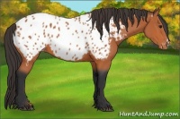Horse Color:Bay Appaloosa 