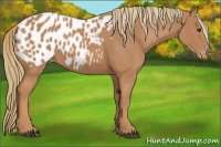 Horse Color:Chestnut Appaloosa 
