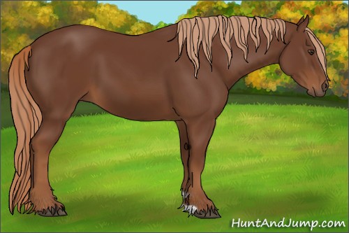 Horse Color:Chestnut 