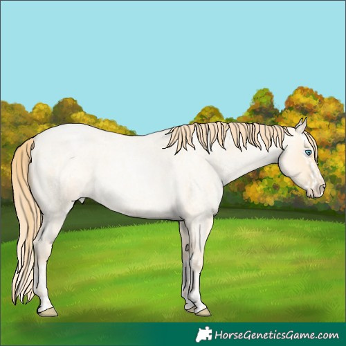 Horse Color:Buckskin Roan Pearl and Buckskin Roan Pearl Splash
