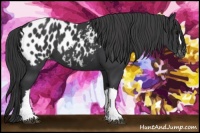 Horse Color:Black Near Leopard 