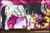 Horse Color:Black Near Leopard