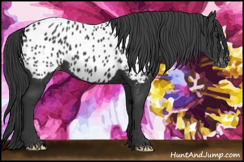 Horse Color:Black Near Leopard 