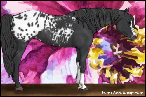 Horse Color:Black Near Leopard