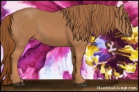 Horse Color:Chestnut Rabicano