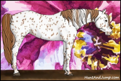 Horse Color:Chestnut Near Leopard 