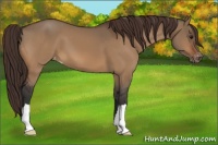 Horse Color:Bay Dun Varnish 