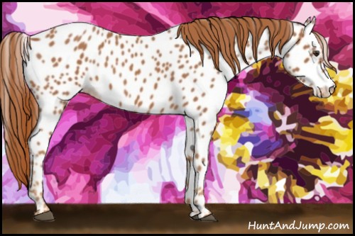 Horse Color:Chestnut Appaloosa 