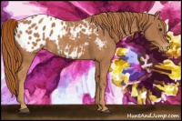 Horse Color:Chestnut Appaloosa 