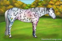 Horse Color:Blue Roan Appaloosa 