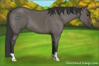 Horse Color:Smoky Grullo 