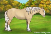 Horse Color:Silver Classic Champagne Dun Splash Frame 