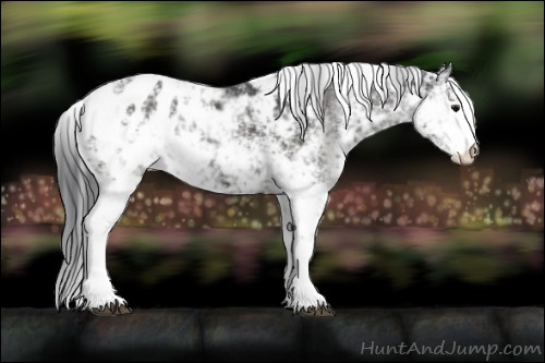Horse Color:Black Sabino Appaloosa 