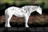 Horse Color:Black Sabino Appaloosa 