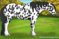 Horse Color:Black Appaloosa 