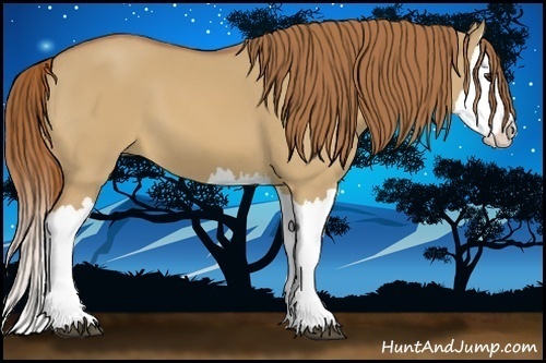 Horse Color:Red Dun Splash