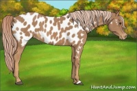 Horse Color:Palomino Appaloosa