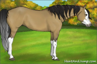 Horse Color:Gray Bay Dun Splash