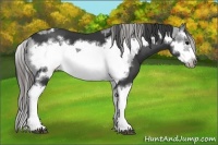 Horse Color:Black Splash Frame  and Black Splash Frame Varnish 