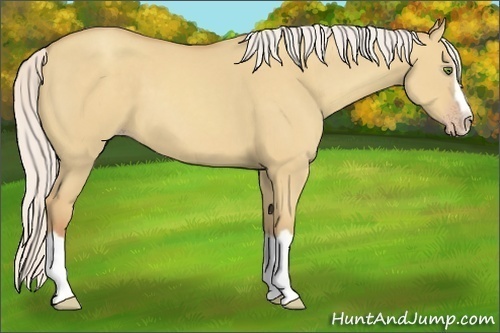 Horse Color:Silver Classic Champagne Dun Splash Frame 