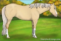 Horse Color:Silver Classic Champagne Dun Splash Frame 