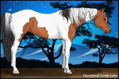 Horse Color:Bay Tobiano 