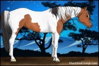 Horse Color:Bay Tobiano 