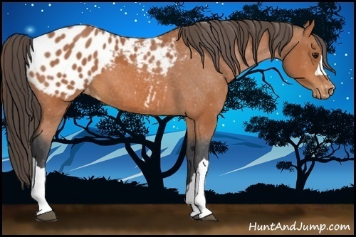 Horse Color:Bay Appaloosa